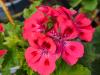 Pelargonium ‘Brunswick'  HORT'IS VIRIDIOS (R)