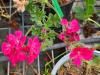 Pelargonium ‘Brunswick'  HORT'IS VIRIDIOS (R)