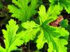Pelargonium ‘Charity’  HORT'IS VIRIDIOS (R)
