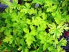 Pelargonium ‘Charity’  HORT'IS VIRIDIOS (R)