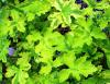 Pelargonium ‘Charity’  HORT'IS VIRIDIOS (R)
