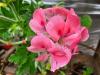 Pelargonium 'Clorinda' HORT'IS VIRIDIOS (R)