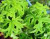 Pelargonium 'Crispy' HORT'IS VIRIDIOS (R)
