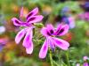 Pelargonium denticulatum HORT'IS VIRIDIOS (R)