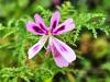 Pelargonium denticulatum HORT'IS VIRIDIOS (R)