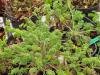 Pelargonium hirtum HORT'IS VIRIDIOS (R)