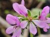 Pelargonium hirtum HORT'IS VIRIDIOS (R)