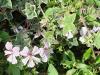 Pelargonium 'L'élégante' HORT'IS VIRIDIOS (R)