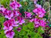 Pelargonium ‘Manx Maid’  HORT'IS VIRIDIOS (R)