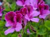 Pelargonium ‘Manx Maid’  HORT'IS VIRIDIOS (R)