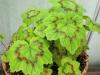 Pelargonium mutans HORT'IS VIRIDIOS (R)