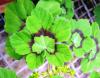 Pelargonium mutans HORT'IS VIRIDIOS (R)