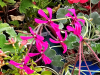 Pelargonium reniforme HORT'IS VIRIDIOS (R)