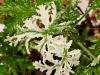 Pelargonium ‘Roller Sigma’  HORT'IS VIRIDIOS (R)