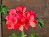 Pelargonium 'Scarlet Unique' HORT'IS VIRIDIOS (R)