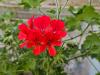 Pelargonium 'Scarlet Unique' HORT'IS VIRIDIOS (R)