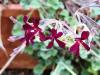 Pelargonium sidoides HORT'IS VIRIDIOS (R)