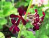 Pelargonium sidoides HORT'IS VIRIDIOS (R)