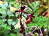 Pelargonium sidoides HORT'IS VIRIDIOS (R)