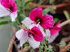Pelargonium ‘Splendide’  HORT'IS VIRIDIOS (R)