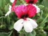 Pelargonium ‘Splendide’  HORT'IS VIRIDIOS (R)