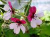 Pelargonium ‘Splendide’  HORT'IS VIRIDIOS (R)
