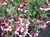 Pelargonium ‘Splendide’  HORT'IS VIRIDIOS (R)