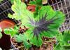 Pelargonium tomentosum ‘Chocolate’ HORT'IS VIRIDIOS (R)