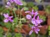 Pelargonium tomentosum ‘Chocolate’ HORT'IS VIRIDIOS (R)