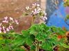 Pelargonium tomentosum ‘Chocolate’ HORT'IS VIRIDIOS (R)