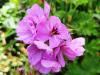 Pelargonium 'Domaine de Courson' HORT'IS VIRIDIOS (R)