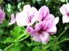 Pelargonium 'Domaine de Courson' HORT'IS VIRIDIOS (R)