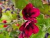 Pelargonium ‘Mystery'  HORT'IS VIRIDIOS (R)