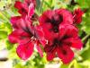 Pelargonium ‘Mystery'  HORT'IS VIRIDIOS (R)