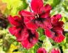 Pelargonium ‘Mystery'  HORT'IS VIRIDIOS (R)