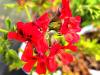Pelargonium 'Scarlet Unique' HORT'IS VIRIDIOS (R)