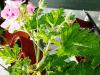 Pelargonium 'Sweet Mimosa'  HORT'IS VIRIDIOS (R)