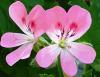 Pelargonium 'Sweet Mimosa'  HORT'IS VIRIDIOS (R)