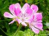 Pelargonium 'Sweet Mimosa'  HORT'IS VIRIDIOS (R)