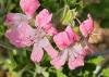 Pelargonium 'Sweet Mimosa'  HORT'IS VIRIDIOS (R)