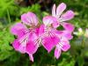 Pelargonium 'Sweet Mimosa'  HORT'IS VIRIDIOS (R)