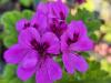 Pelargonium ‘Purple Unique’ HORT'IS VIRIDIOS (R)