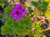 Pelargonium ‘Purple Unique’ HORT'IS VIRIDIOS (R)