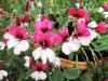Pelargonium ‘Splendide’  HORT'IS VIRIDIOS (R)