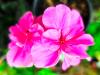 Pelargonium 'White Mesh' HORT'IS VIRIDIOS (R)