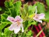 Pelargonium ‘White Unique’  HORT'IS VIRIDIOS (R)