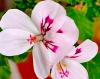 Pelargonium ‘White Unique’  HORT'IS VIRIDIOS (R)