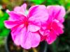 Pelargonium 'White Mesh' HORT'IS VIRIDIOS (R)