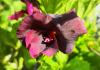 Pelargonium ‘Rembrand’  HORT'IS VIRIDIOS (R)