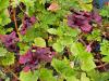 Pelargonium ‘Rembrand’  HORT'IS VIRIDIOS (R)